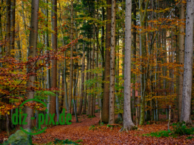 Naturfriedhof-MW-20241106-GFX10289