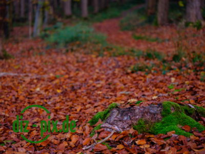 Naturfriedhof-MW-20241106-GFX10295