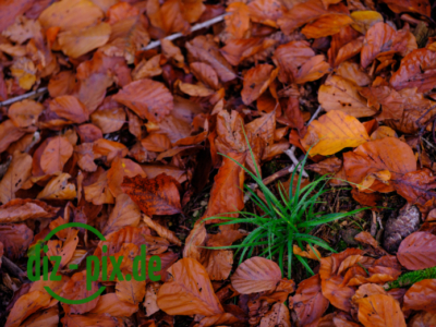Naturfriedhof-MW-20241106-GFX10298