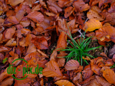 Naturfriedhof-MW-20241106-GFX10300