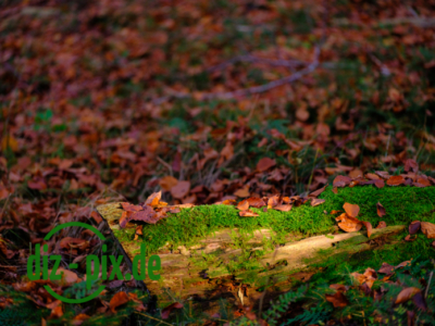 Naturfriedhof-MW-20241106-GFX10302