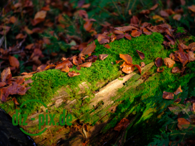 Naturfriedhof-MW-20241106-GFX10303