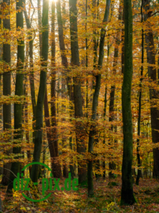 Naturfriedhof-MW-20241106-GFX10304