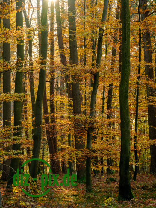 Naturfriedhof-MW-20241106-GFX10304