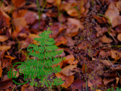 Naturfriedhof-MW-20241106-GFX10308