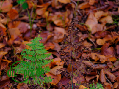 Naturfriedhof-MW-20241106-GFX10309
